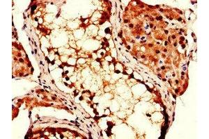 Immunohistochemistry of paraffin-embedded human testis tissue using ABIN7148503 at dilution of 1:100 (COPS7B antibody  (AA 1-157))