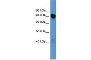 Image no. 1 for anti-Basonuclin 2 (BNC2) (C-Term) antibody (ABIN6746167) (Basonuclin 2 antibody  (C-Term))