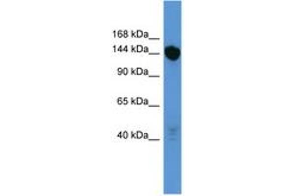 Basonuclin 2 antibody  (C-Term)
