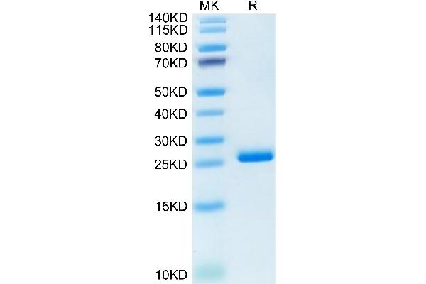 LILRB2 Protein (AA 22-229) (His tag)