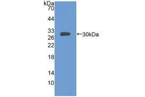 Western blot analysis of recombinant Mouse MFGE8. (MFGE8 antibody  (AA 159-417))