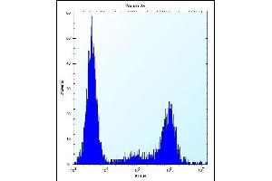 KLC2 Antibody (N-term) (ABIN656175 and ABIN2845505) flow cytometric analysis of Neuro-2a cells (right histogram) compared to a negative control cell (left histogram). (KLC2 antibody  (N-Term))