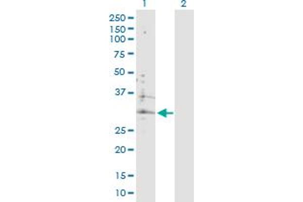 ATP6V0B antibody  (AA 1-205)