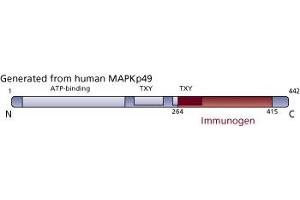 Image no. 4 for anti-JNK/SAPK1 (Pan) (AA 264-415) antibody (ABIN968075) (JNK/SAPK1 (Pan) (AA 264-415) antibody)