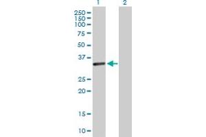 Western Blot analysis of CENPP expression in transfected 293T cell line by CENPP MaxPab polyclonal antibody. (CENPP antibody  (AA 1-288))