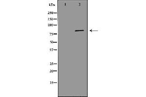 Western blot analysis of Hela whole cell lysates, using MCM7 Antibody. (MCM7 antibody  (Internal Region))