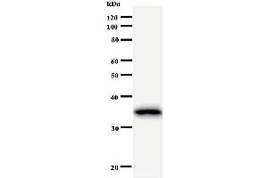 Western Blotting (WB) image for anti-Cyclin B2 (CCNB2) antibody (ABIN931031)