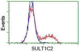 HEK293T cells transfected with either RC202775 overexpress plasmid (Red) or empty vector control plasmid (Blue) were immunostained by anti-SULT1C2 antibody (ABIN2454410), and then analyzed by flow cytometry.