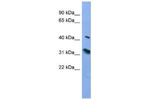 WB Suggested Anti-RHO Antibody Titration: 0.