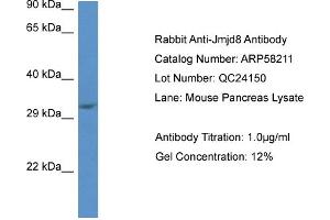 Western Blotting (WB) image for anti-Jumonji Domain Containing 8 (JMJD8) (C-Term) antibody (ABIN2787593) (JMJD8 antibody  (C-Term))