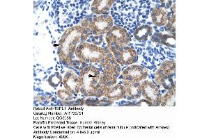 Human kidney (TBPL1 antibody  (Middle Region))