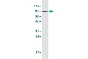 Western Blot detection against Immunogen (75. (PRUNE antibody  (AA 1-453))