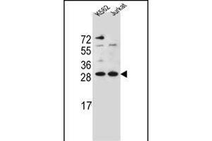 HMG1L10 Antibody (N-term) (ABIN656128 and ABIN2845469) western blot analysis in K562,Jurkat cell line lysates (35 μg/lane). (HMG1L10 antibody  (N-Term))