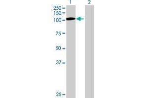 GNL2 antibody  (AA 1-731)