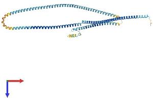 AlphaFold protein structure predicition of Human Recombinant MNS1 Protein, UniprotID Q8NEH6 (MNS1 Protein (AA 1-495) (His tag))