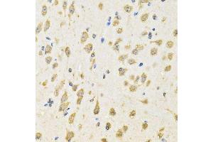 Immunohistochemistry of paraffin-embedded mouse brain using PTPRE antibody. (PTPRE antibody  (AA 20-200))