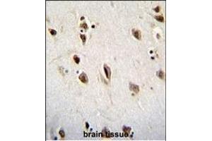 MSI1 Antibody (N-term) (ABIN655905 and ABIN2845305) immunohistochemistry analysis in formalin fixed and paraffin embedded human brain tissue followed by peroxidase conjugation of the secondary antibody and DAB staining. (MSI1 antibody  (N-Term))