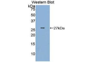 Western Blotting (WB) image for anti-Poliovirus Receptor-Related 2 (Herpesvirus Entry Mediator B) (PVRL2) (AA 83-291) antibody (ABIN1860376) (PVRL2 antibody  (AA 83-291))