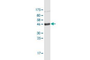 Western Blot detection against Immunogen (53. (CD151 antibody  (AA 1-253))