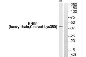 Western blot analysis of extracts from 293 cells, using KNG1 (heavy chain, Cleaved-Lys380) antibody. (KNG1 antibody  (Cleaved-Lys380))