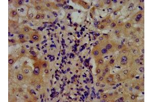 IHC image of ABIN7144688 diluted at 1:400 and staining in paraffin-embedded human liver tissue performed on a Leica BondTM system. (Arylsulfatase E antibody  (AA 352-494))