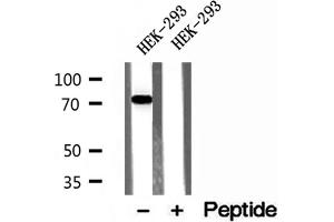 Western blot analysis of extracts of HEK-293 cells, using ACSL4/FACL4 antibody.