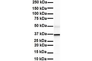 WB Suggested Anti-ZFP36L1 antibody Titration: 1 ug/mL Sample Type: Human liver