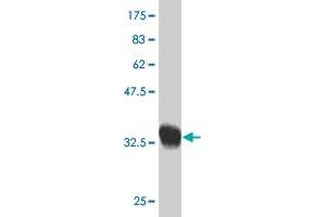 Western Blot detection against Immunogen (32. (SCAND2 antibody  (AA 1-62))