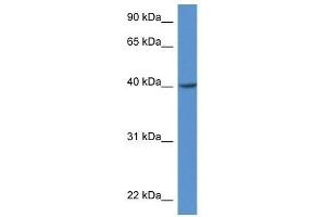 Western Blot showing Zdhhc11 antibody used at a concentration of 1. (ZDHHC11 antibody  (Middle Region))
