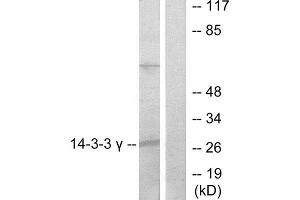 Western Blotting (WB) image for anti-14-3-3 gamma (YWHAG1) (Internal Region) antibody (ABIN1850146) (14-3-3 gamma antibody  (Internal Region))