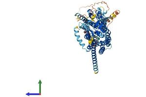 AlphaFold protein structure predicition of Mouse Recombinant Slco2b1 Protein, UniprotID Q8BXB6 (SLCO2B1 Protein (AA 1-683) (His tag))