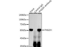 Immunoprecipitation analysis of 300 μg extracts of HeLa cells using 3 μg PHGDH antibody (ABIN6132486, ABIN6145554, ABIN6145555 and ABIN6214726).