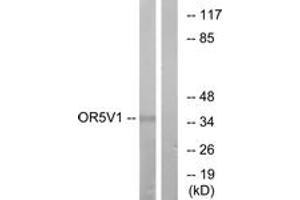 Western Blotting (WB) image for anti-Olfactory Receptor, Family 5, Subfamily V, Member 1 (OR5V1) (AA 241-290) antibody (ABIN2891037) (OR5V1 antibody  (AA 241-290))