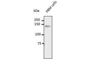 Endogenous CD31 detected at 1/500 dilution, lysate at 100 µg per Iane and rabbit polyclonal to goat lgG (HRP) at 1/10,000 dilution,