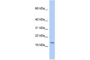 Western Blotting (WB) image for anti-Small Nuclear Ribonucleoprotein D2 Polypeptide 16.5kDa (SNRPD2) antibody (ABIN2458511) (SNRPD2 antibody)