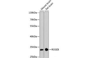 Western blot analysis of extracts of various cell lines using ROGDI Polyclonal Antibody at dilution of 1:3000.