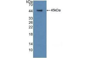 Detection of Recombinant GAP43, Human using Polyclonal Antibody to Growth Associated Protein 43 (GAP43) (GAP43 antibody  (AA 1-274))