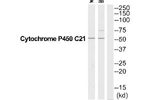 Western blot analysis of extracts from Jurkat/293 cells, using CYP21A2 antibody. (CYP21A2 antibody  (C-Term))