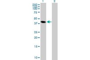 Western Blot analysis of LOC170082 expression in transfected 293T cell line by LOC170082 MaxPab polyclonal antibody. (TCEANC antibody  (AA 1-351))