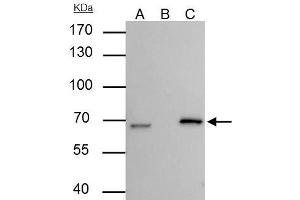 IP Image Lamin B2 antibody [N3C2], Internal immunoprecipitates Lamin B2 protein in IP experiments. (Lamin B2 antibody)