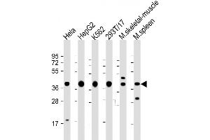 Western Blot at 1:2000 dilution Lane 1: Hela whole cell lysate Lane 2: HepG2 whole cell lysate Lane 3: K562 whole cell lysate Lane 4: 293T/17 whole cell lysate Lane 5: mouse skeletal muscle lysate Lane 6: mouse spleen lysate Lysates/proteins at 20 ug per lane.
