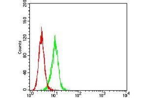 Flow cytometric analysis of Hela cells using BCL9L mouse mAb (green) and negative control (red). (BCL9L antibody  (AA 606-751))