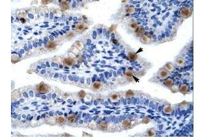 Image no. 1 for anti-Minichromosome Maintenance Complex Component 6 (MCM6) (C-Term) antibody (ABIN202926) (MCM6 antibody  (C-Term))