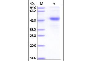 SDS-PAGE (SDS) image for Tetraspanin 26 (TSPAN26) (AA 113-240) protein (Fc Tag) (ABIN2180765) (CD37 Protein (AA 113-240) (Fc Tag))