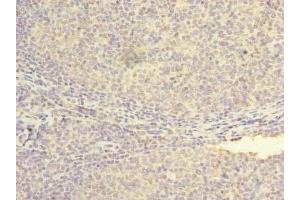 Immunohistochemistry of paraffin-embedded human tonsil tissue using ABIN7162035 at dilution of 1:100 (NXNL2 antibody  (AA 1-135))