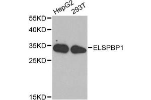 Western blot analysis of extracts of various cell lines, using ELSPBP1 antibody (ABIN1872524) at 1:1000 dilution.