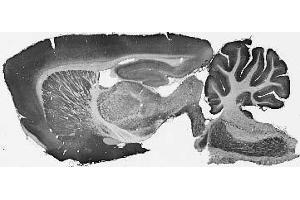 Adult rat brain immunohistochemistry.
