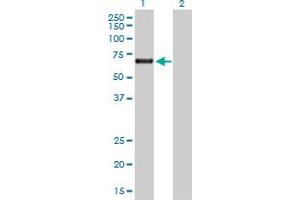 Western Blot analysis of ACD expression in transfected 293T cell line by ACD MaxPab polyclonal antibody. (ACD antibody  (AA 1-544))