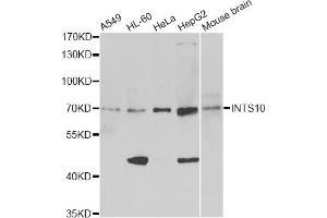 Western blot analysis of extracts of various cell lines, using INTS10 antibody (ABIN6291685) at 1:1000 dilution.