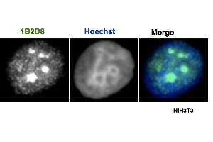 AATF / Che-1 antibody (mAb) tested by immunofluorescence. (AATF antibody  (AA 1-39))